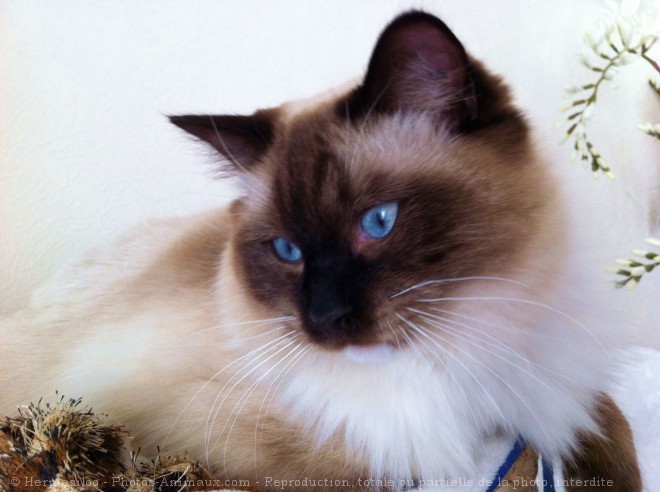 Photo de Ragdoll