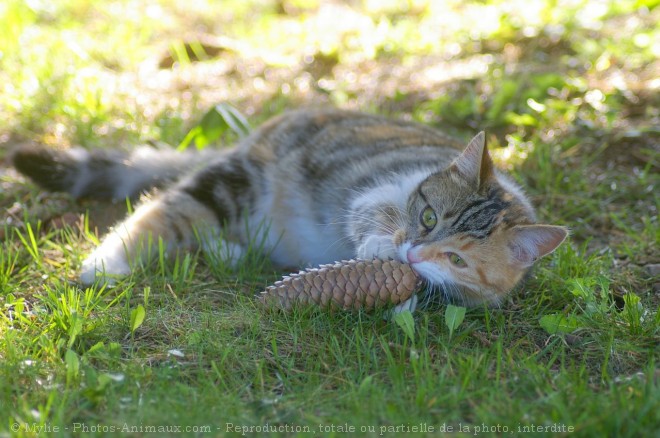 Photo de Chat domestique