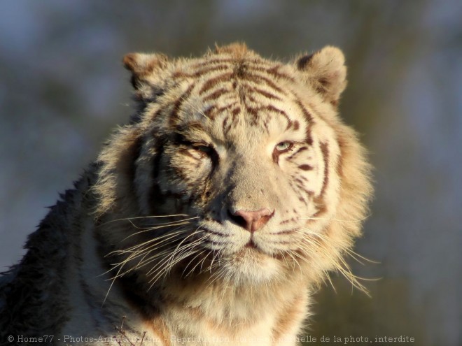 Photo de Tigre