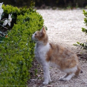 Photo de Chat domestique