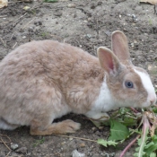 Photo de Lapin