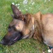 Photo de Berger belge malinois