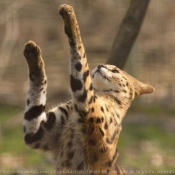 Photo de Serval