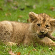 Photo de Lion