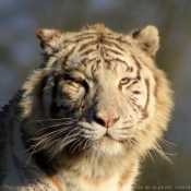 Photo de Tigre