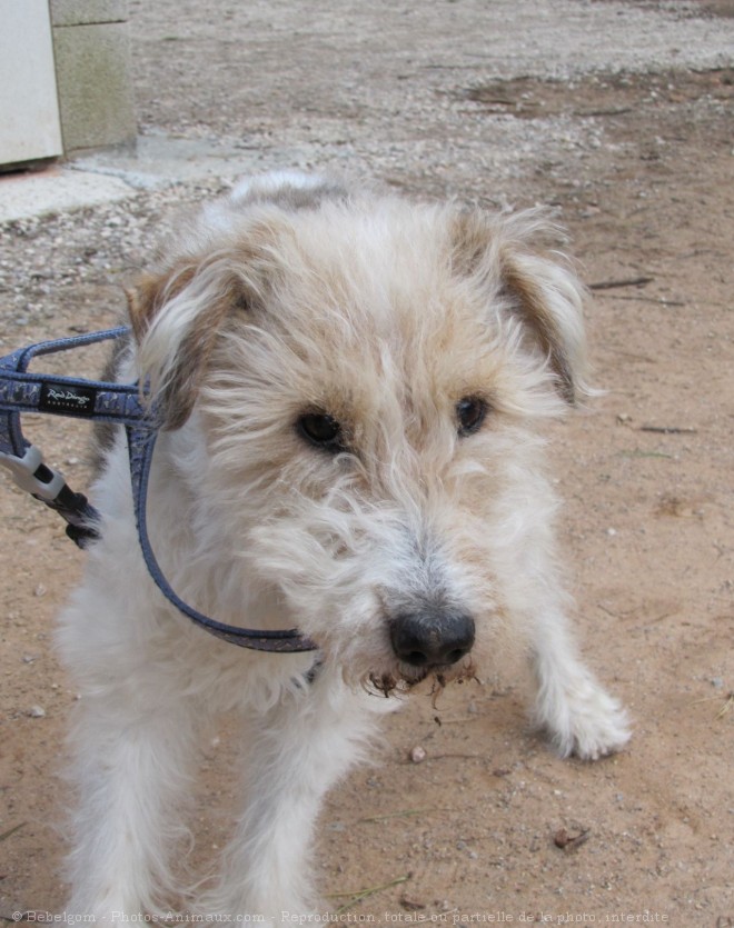 Photo de Fox terrier  poil dur