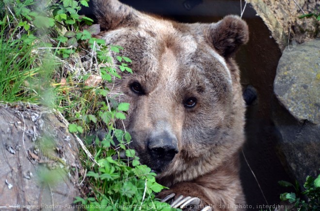 Photo d'Ours