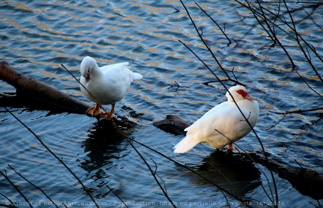 Photo de Canard de barbarie