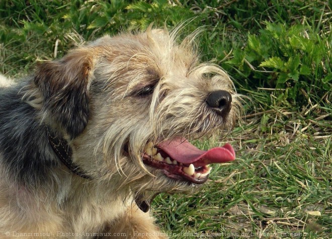 Photo de Border terrier