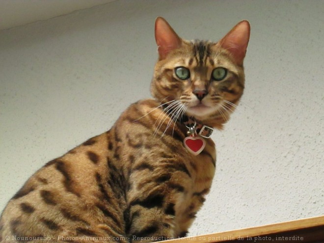 Photo de Bengal