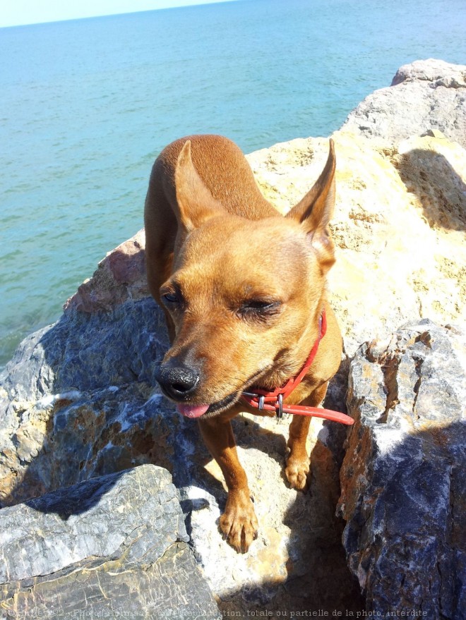 Photo de Pinscher nain