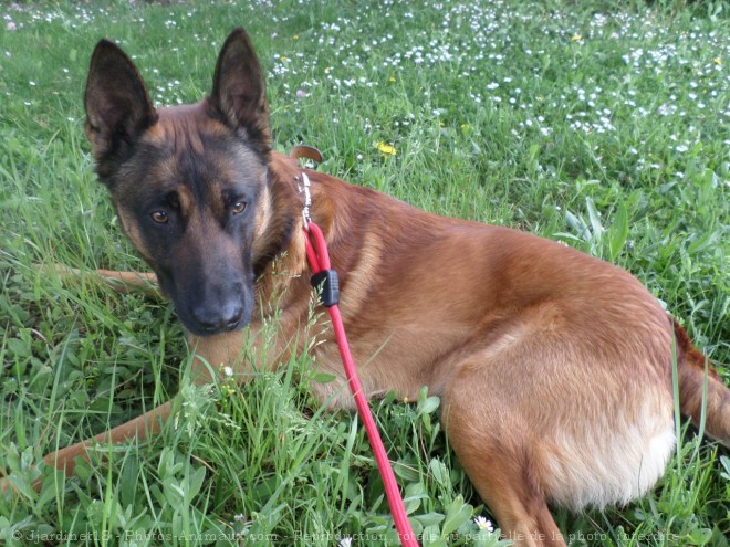 Photo de Berger belge malinois