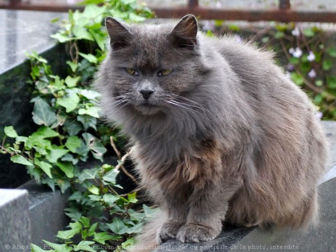 Photo de Chat domestique