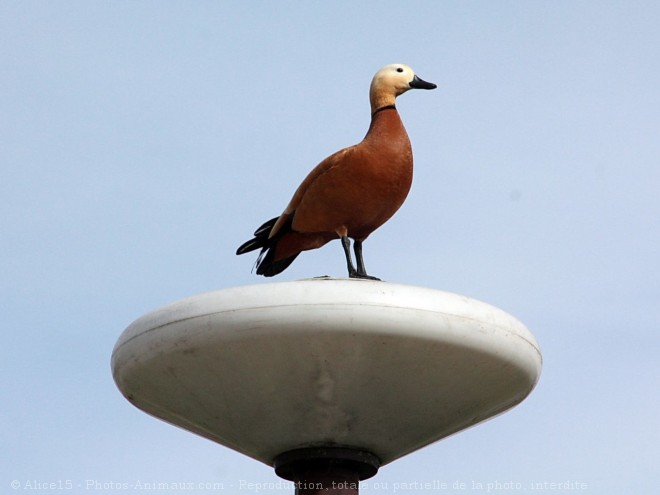 Photo de Canard tadorne casarca