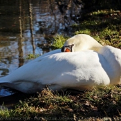 Photo de Cygne