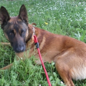 Photo de Berger belge malinois