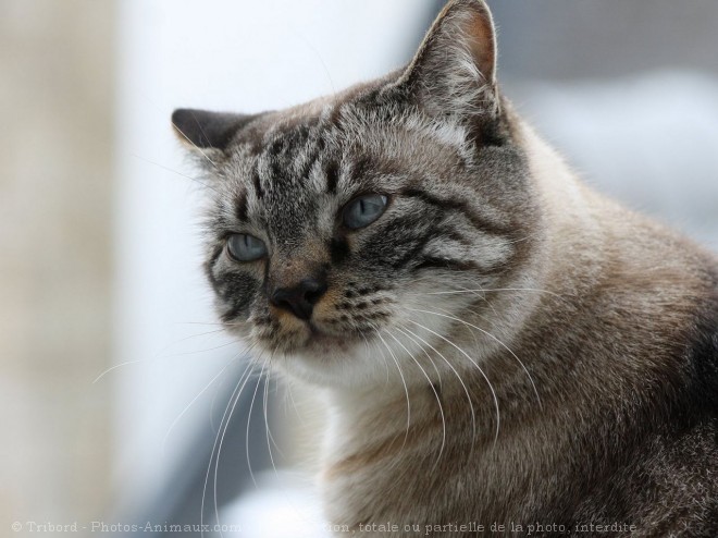 Photo de Chat domestique