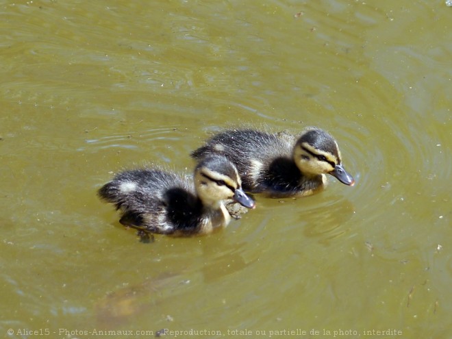 Photo de Canard colvert