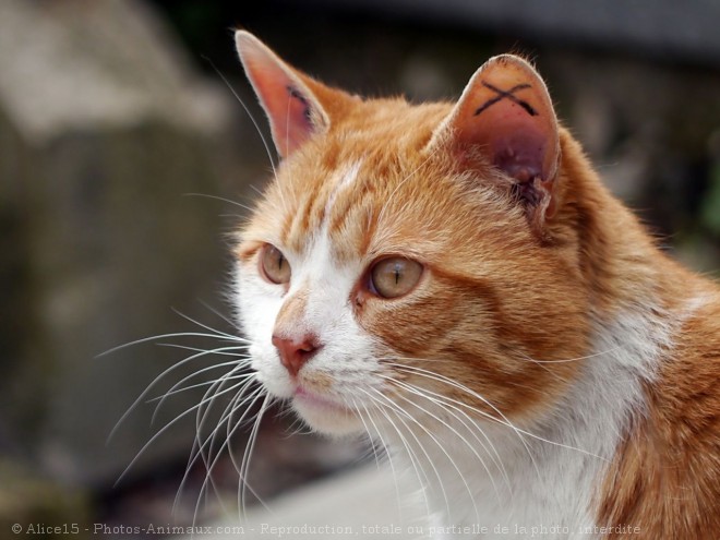 Photo de Chat domestique