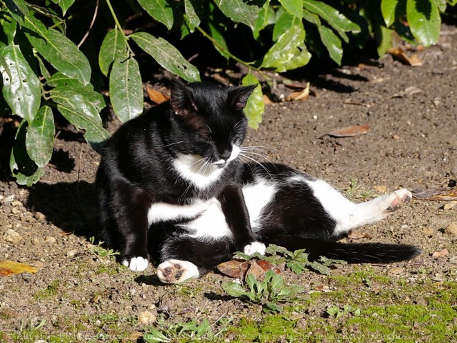 Photo de Chat domestique