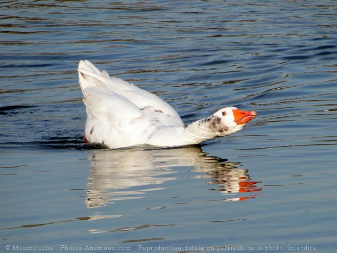 Photo d'Oie blanche