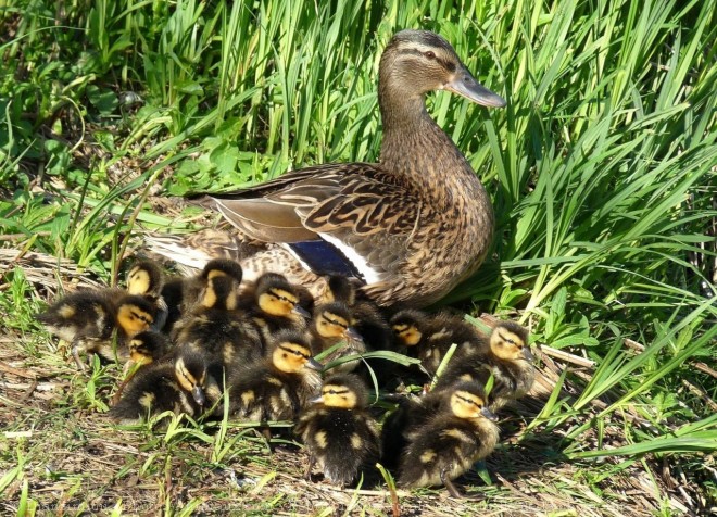 Photo de Canard colvert