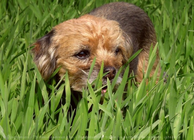 Photo de Border terrier