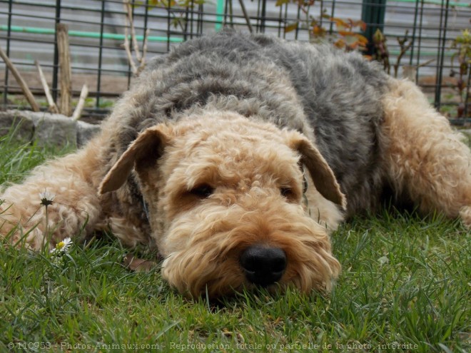 Photo d'Airedale terrier