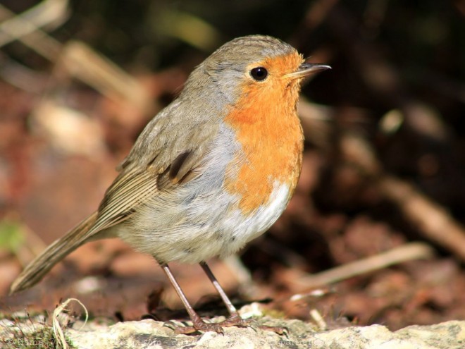 Photo de Rouge gorge