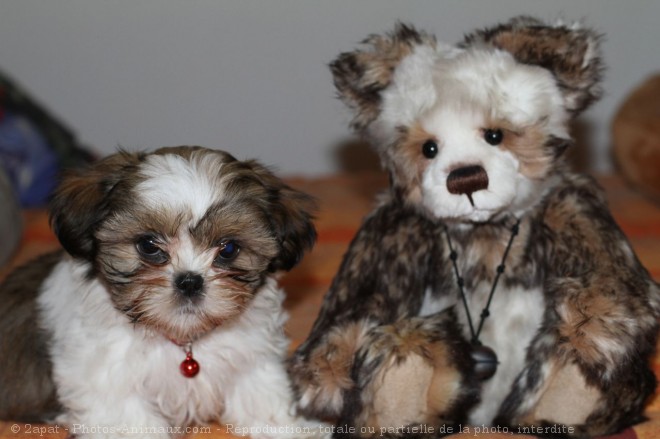 Photo de Shih tzu