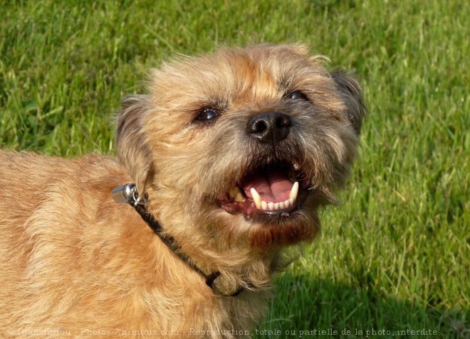 Photo de Border terrier