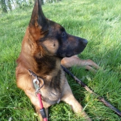 Photo de Berger belge malinois