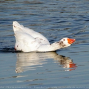 Photo d'Oie blanche