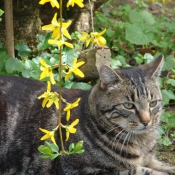 Photo de Chat domestique