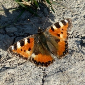 Photo de Papillon