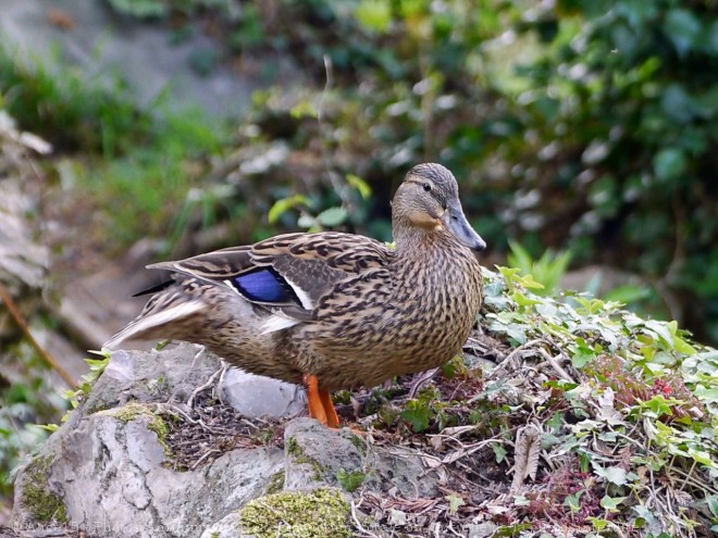 Photo de Canard colvert