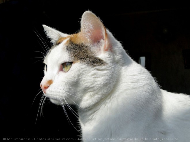 Photo de Chat domestique