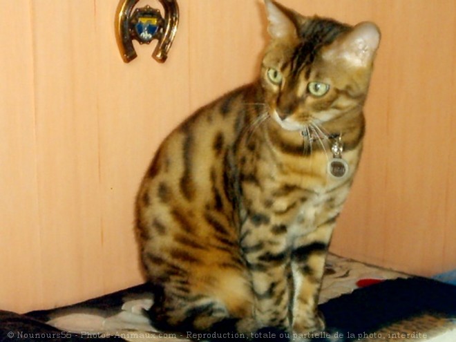 Photo de Bengal