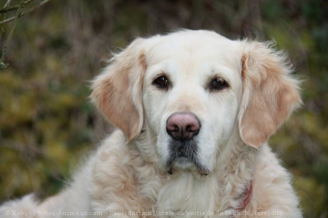 Photo de Golden retriever