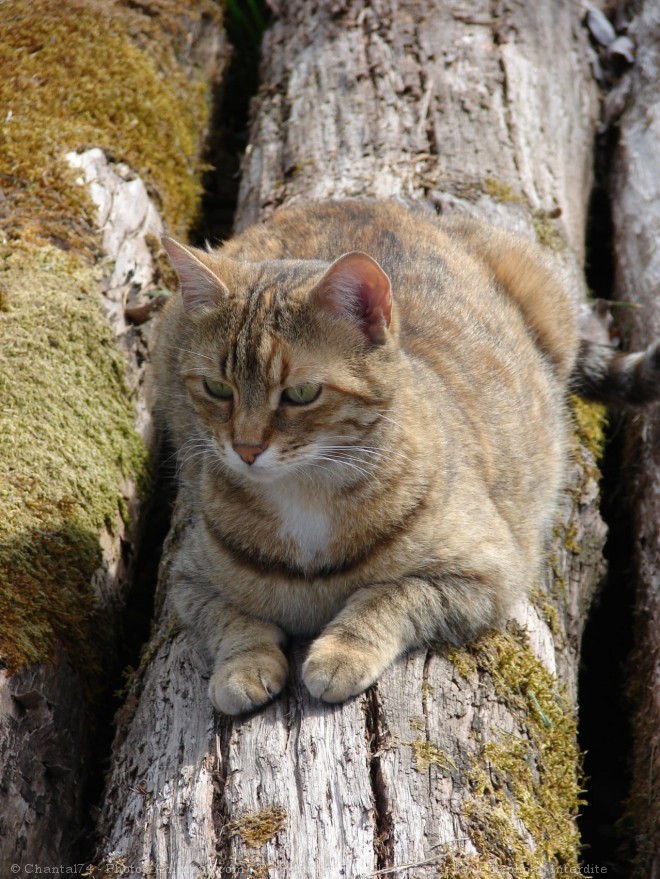 Photo de Chat domestique