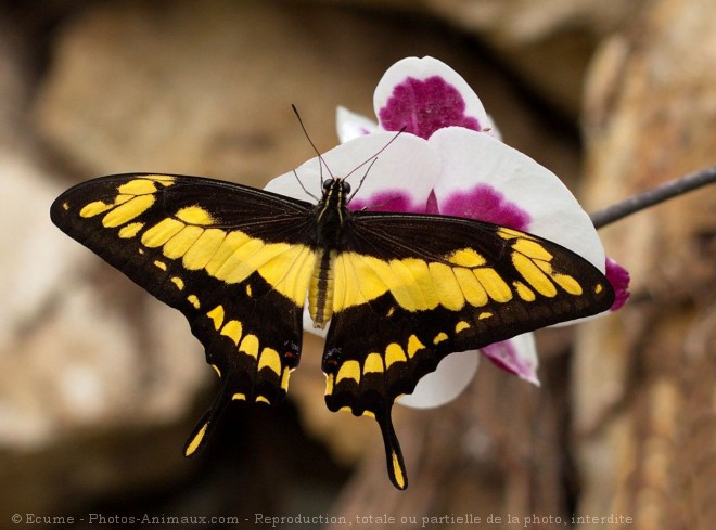 Photo de Papillon