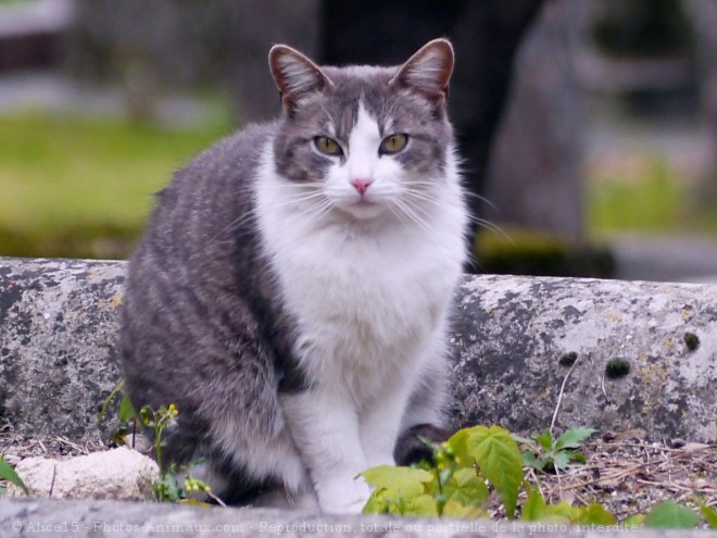 Photo de Chat domestique