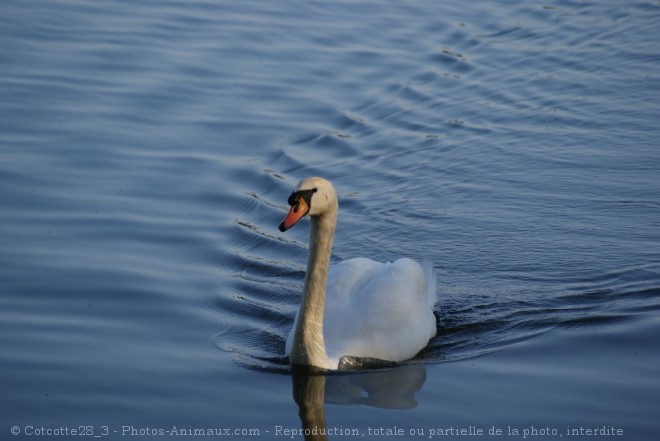 Photo de Cygne