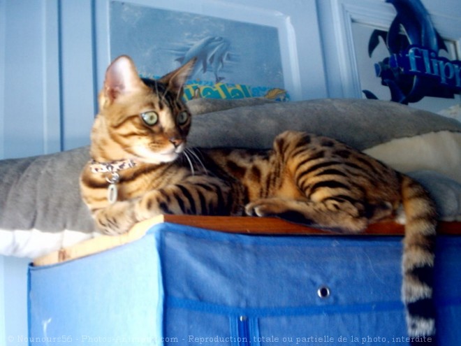 Photo de Bengal