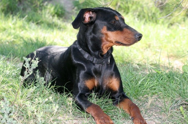 Photo de Pinscher allemand