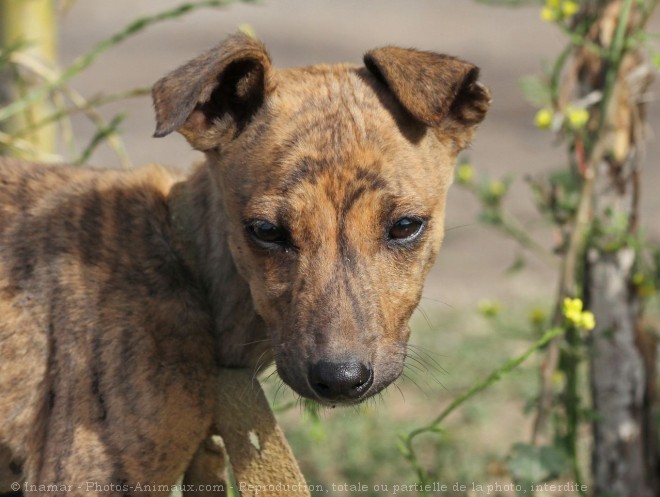 Photo de Galgo espagnol