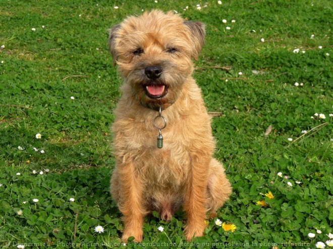 Photo de Border terrier