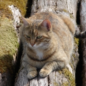 Photo de Chat domestique