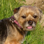 Photo de Border terrier