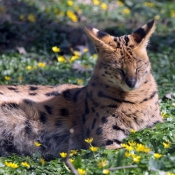 Photo de Serval